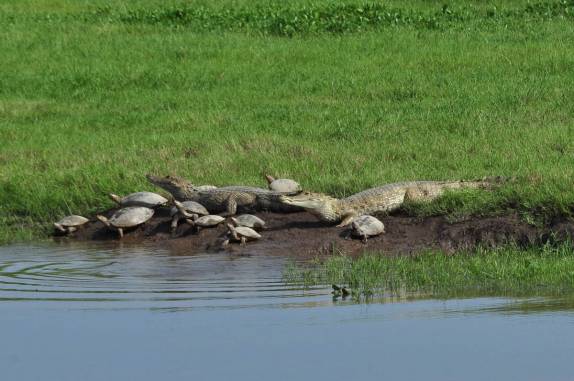 Jacarés e tartarugas convivem pacificamente no Hato El Cedral, na região dos llanos venezuelanos, perto da cidade de Mantecal